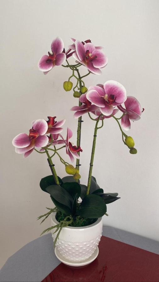Affittacamere L'Orchidea Вентимиля Екстериор снимка
